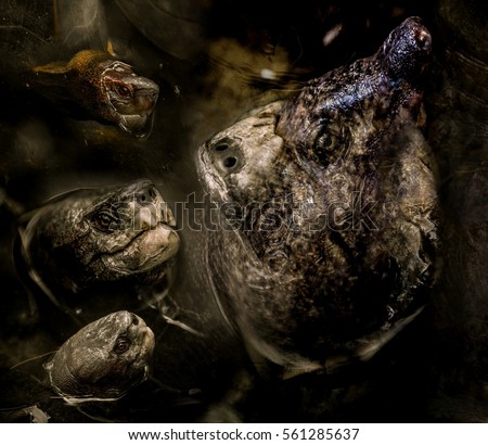 Horrible hallucination with aquatic turtle monster, imaginary creature, scary and creepy nightmare, frightening dream, surrealist painting, monstrosity and hell