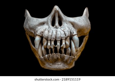 90 Jaw Bone Head Skull Mouth Teeth Animal Reptile Isolated Crocodiles  Images, Stock Photos & Vectors | Shutterstock