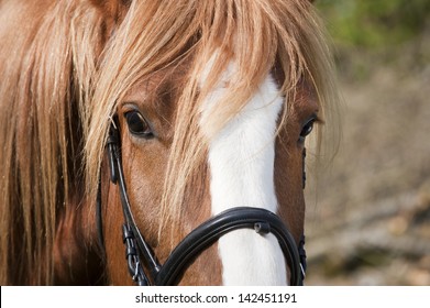 Horse - Powered by Shutterstock