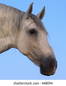horse - Shutterstock ID 448094