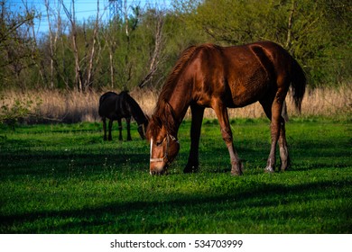 horse - Shutterstock ID 534703999