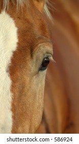 horse