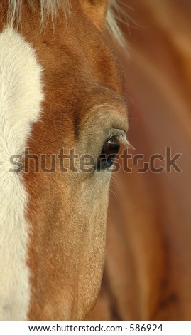 horse