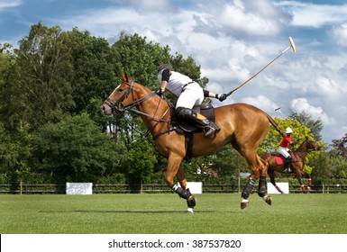 Horse In Action At Polo Game