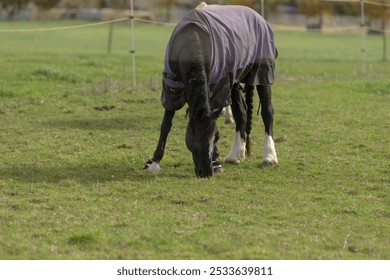 A horse, adorned with a cozy blanket, is peacefully grazing in an expansive green field filled with lush grass all around it - Powered by Shutterstock