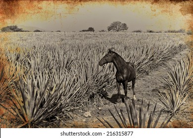 Horse In Agave Tequila Vintage Landscape To Guadalajara, Jalisco, Mexico.