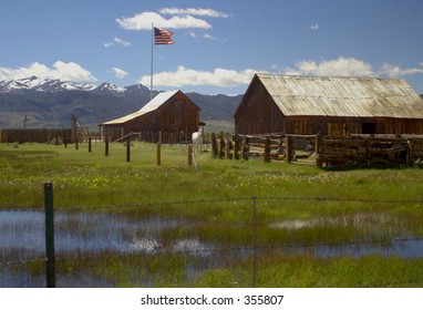 Horse & American Flag