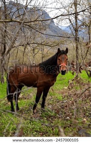 A horse among the trees in the forest