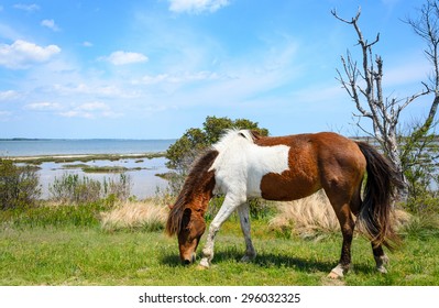 Horse at Assateague Island