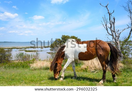Horse at Assateague Island