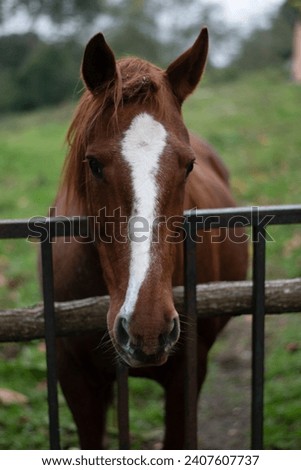 Similar – long face, little horse