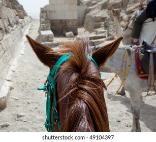 Horse Back Rides Are Common Scam For Visitors To The Pyramids At Giza In Cairo, Egypt