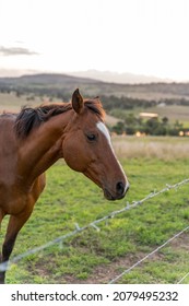 Horse At The Barbed Wire Fence