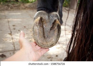 Horse Barefoot Hoof Sole View
