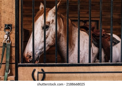 Horse In Barn Stall With Lead Rope