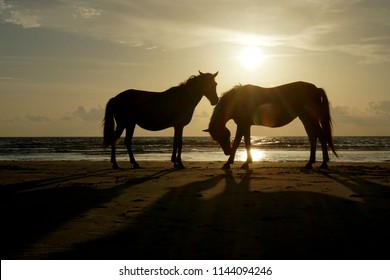 Horse at the beach on sunset background.