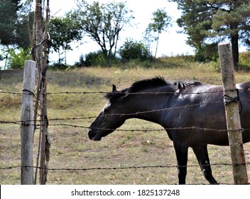 Horse Behind The Barbed Tape