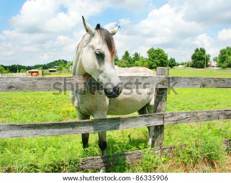Horse behind a fence