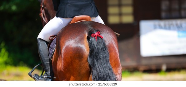 Horse from behind in the tournament, close-up red bow in the tail, attention horse kicks.