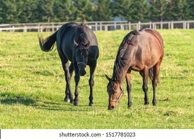 A horse being grazed in a pasture - Powered by Shutterstock