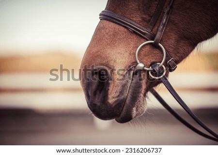 Horse bit in horse mouth. Equestrian equipment.