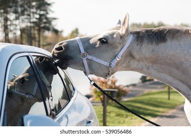 Horse Is Biting The Car Trim.