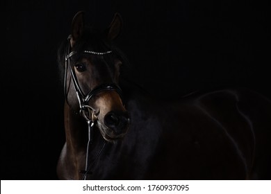 Horse black portraits in the studio low key, horse looks attentively to the left with its ears raised.