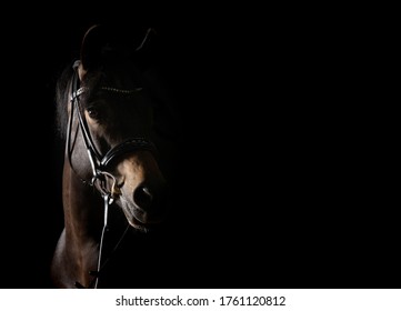 Horse black portraits in the studio low key, head portrait with a view to the left motif shifted to the left.