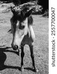 horse, black and white photography, film photography 35mm