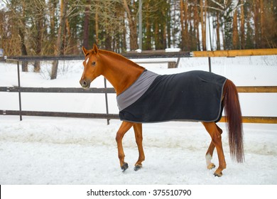 The Horse In The Blanket 