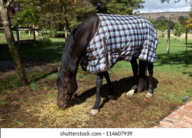 Horse With A Blanket, Country
