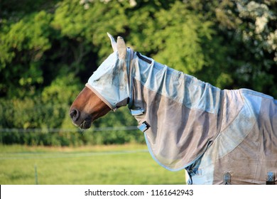 Horse with a blue and grey fly rug and mask standing in a field and facing to the left with trees in the background.