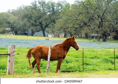 Horse with Bluebonnets near San Antonio, Texas