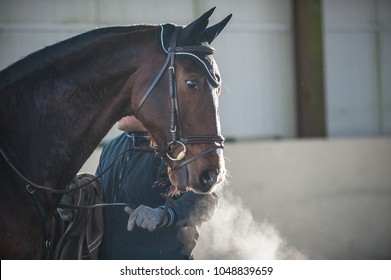 A Horse Breathing In A Cold Air