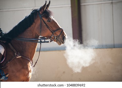 A Horse Breathing In A Cold Air