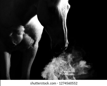 A Horse Breathing In A Cold Air