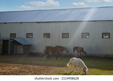 Horse Breeding Farm. Horses Walk In A Paddock Under The Rays Of The Spring Sun. Selective Focus.