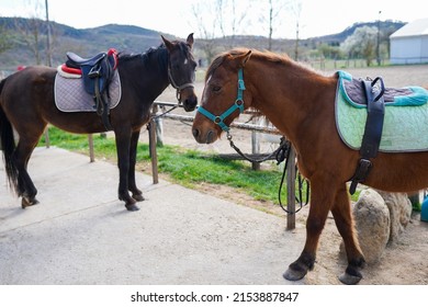 Horse At A Horse Breeding Farm In A Village On Spring Sunset