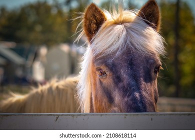 Horse With Bright Blond Mane. Could Be A Meme For Bleach Blonde Bad Hair Day.