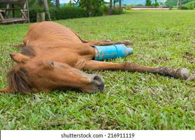 Horse With A Broken Leg In A Car Crash