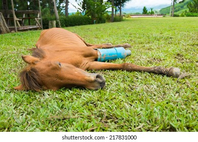 Horse With A Broken Leg In A Car Crash