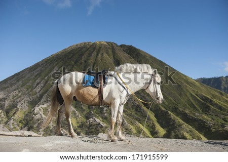 Similar – Image, Stock Photo whitehorse Horse Blue sky