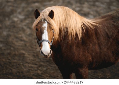 horse, brown, blonde, mane, horses, paddock, animal, pet - Powered by Shutterstock