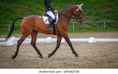 Horse Brown Fox Rider Dressage Course Stock Photo 1091802728 | Shutterstock