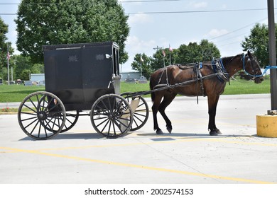 369 Horse Pulling Buggy Images, Stock Photos & Vectors 