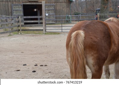 A Horse Butt Or Rear End And Tail With Horse Poop On The Ground