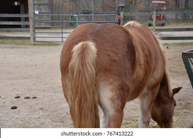 A Horse Butt Or Rear End And Tail With Horse Poop On The Ground