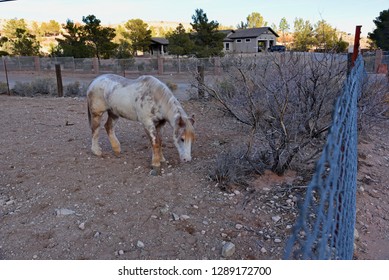 Horse At Calico Basin