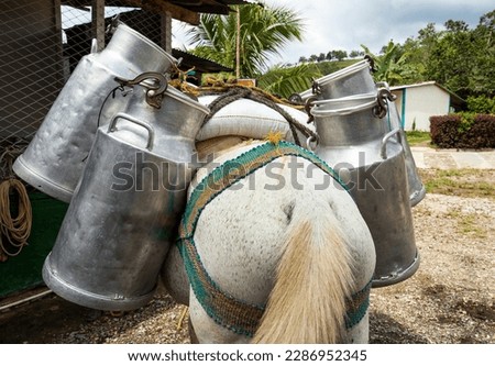 Horse with cans of raw cow's milk - Traditional transport of the Colombian peasant