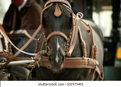 Horse In Carriage Closeup